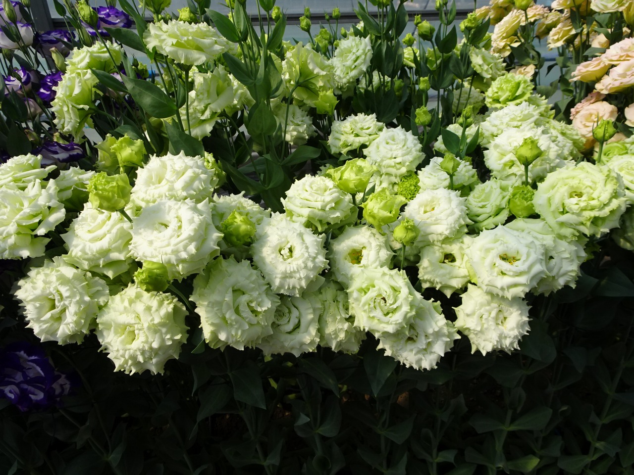 1等特に サカタのタネ「M5-A-888」 | 日本種苗新聞