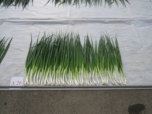 「千 姫 」小林種苗が1等特　耐暑性・耐寒性に優れる 草姿は極立性、葉折れ少ない